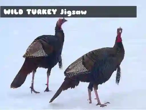 Wild Turkey Jigsaw — free online game