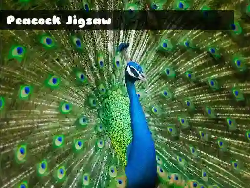 Peacock Jigsaw — free online game