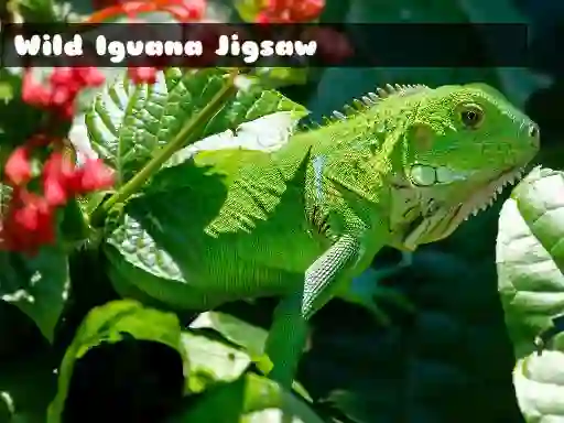 Wild Iguana — free online game