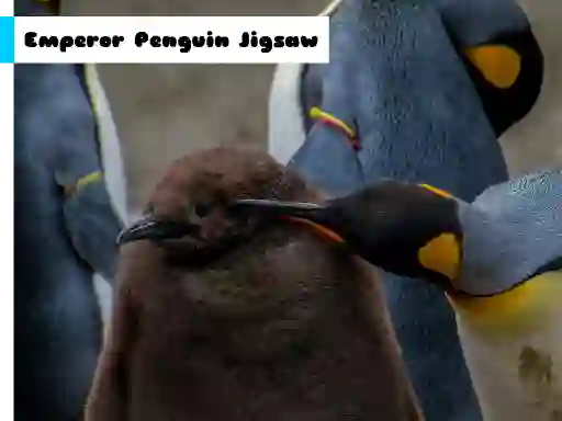 Гаме Emperor Penguin Jigsaw онлајн