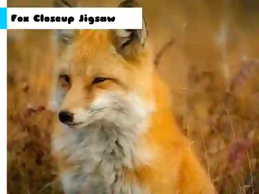 Jwèt Fox Closeup Jigsaw sou entènèt